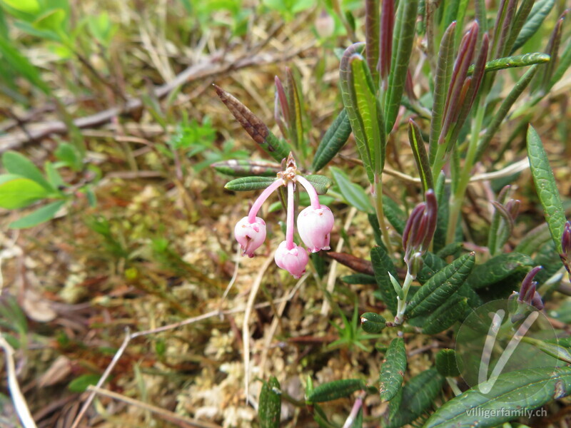 Rosmarinheide: Übersicht